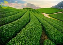 Tour du lịch Hà Nội - Cao nguyên Mộc Châu 2 ngày 1 đêm